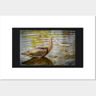 Glossy Ibis in Water Posters and Art